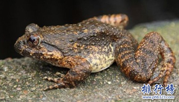 世界上最美味的青蛙,石蛙的食用历史悠久(能食用且具有保健价值)