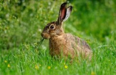 <b><font color='#333333'>世界上最快的兔子，欧洲野兔(72公里/小时)</font></b>